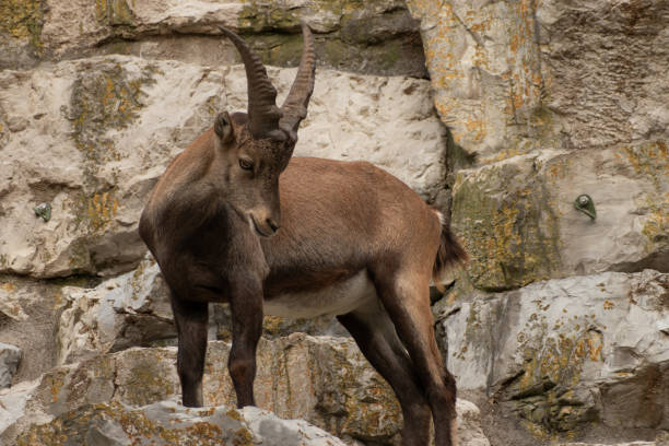 istock Alpine Ibex in Zurich in Switzerland 1830494170