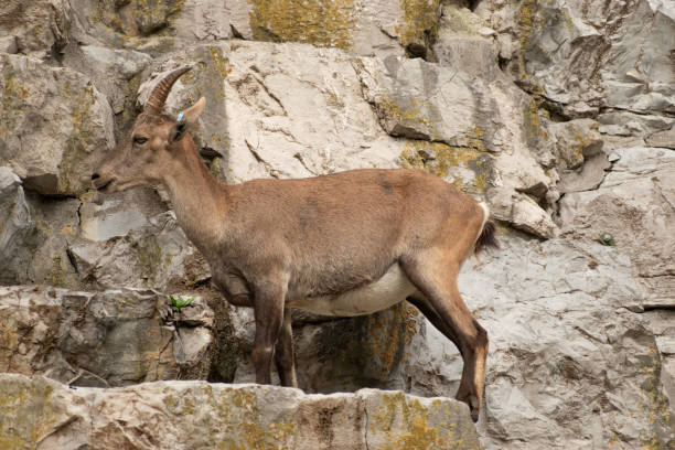 istock Alpine Ibex in Zurich in Switzerland 1830494684