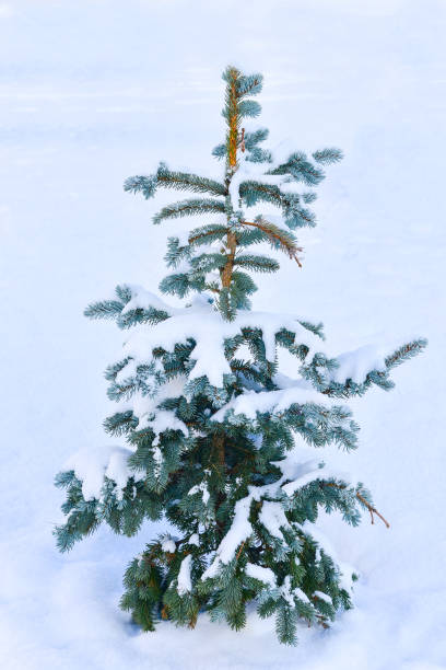 istock Small christmas pine tree is covered with snow in the forest. 1830494861