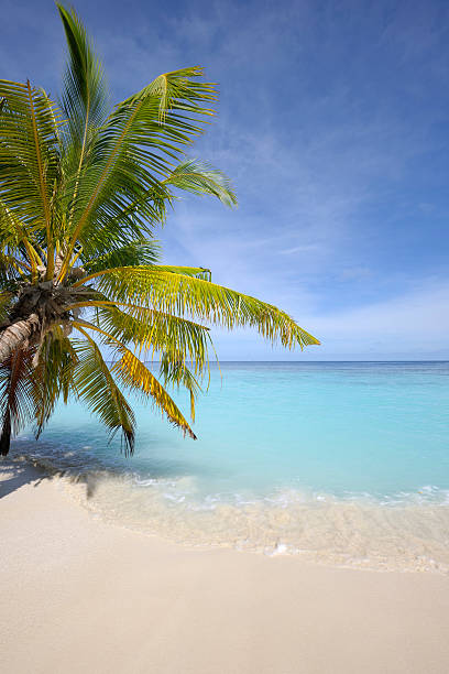istock Beach from the maldives with plamtree 183049499