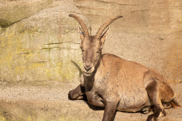 istock Alpine Ibex in Zurich in Switzerland 1830495826