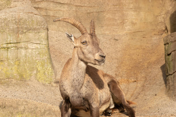 istock Alpine Ibex in Zurich in Switzerland 1830495831