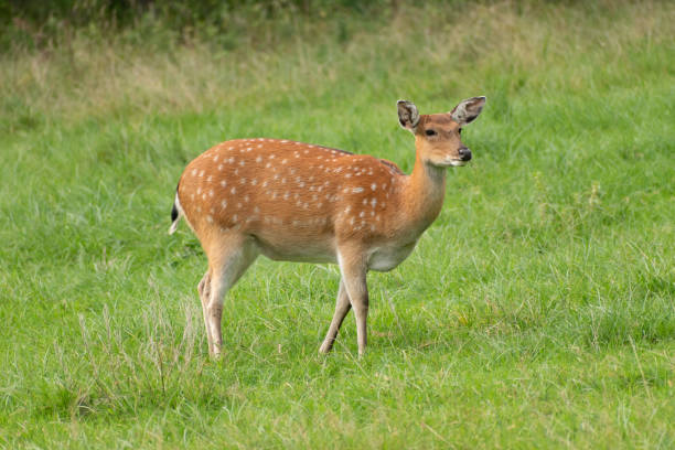 istock Deer on a green field in Zurich in Switzerland 1830496355