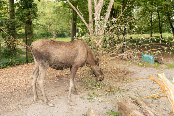 Zurich, Switzerland, September 3, 2023 Moose is eating fresh leafs from a branch in a wildlife park