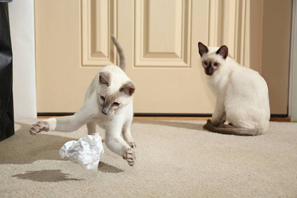 Siamese Kitten Compacting Paper Trash stock photo