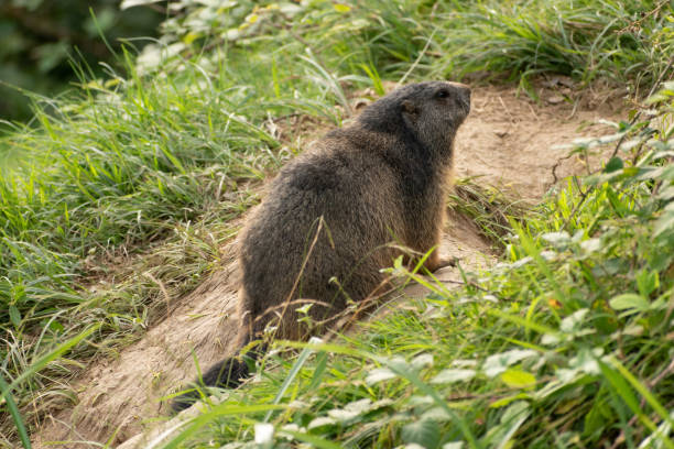 świstak na zielonym polu w zurychu w szwajcarii - groundhog animal animal behavior beauty in nature zdjęcia i obrazy z banku zdjęć