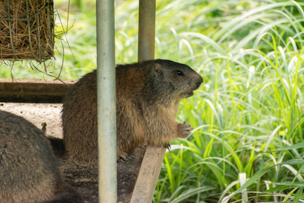 świstak na zielonym polu w zurychu w szwajcarii - groundhog animal animal behavior beauty in nature zdjęcia i obrazy z banku zdjęć