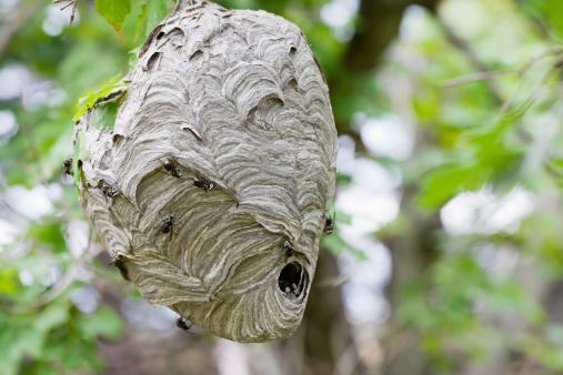 A Hornet nest with Hornets hanging in a tree.