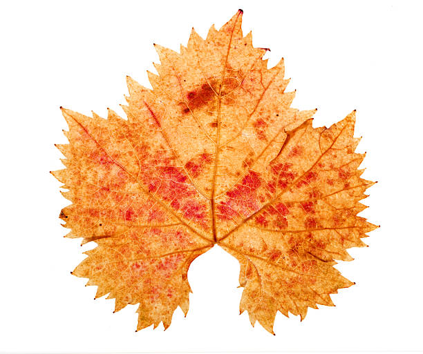 A vibrant green leaf with visible veins partially shaded and illuminated by warm autumn light. The blurred golden background creates a striking contrast between light and shadow.