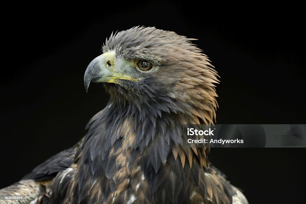 Golden Eagle (Aquila chrysaetos) - Lizenzfrei Adler Stock-Foto