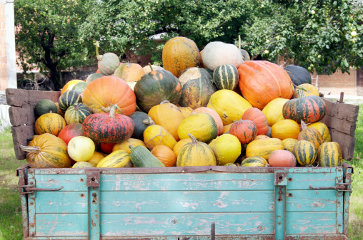 Pumpkins loaded onto a trailer