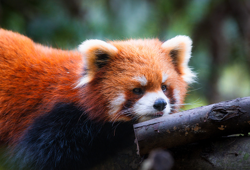 Red panda walking on the tree