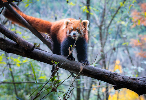 lesser panda