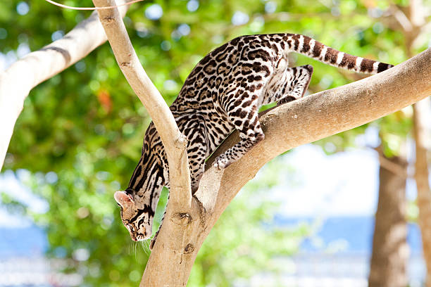 Margay Leopard crouched in tree stock photo