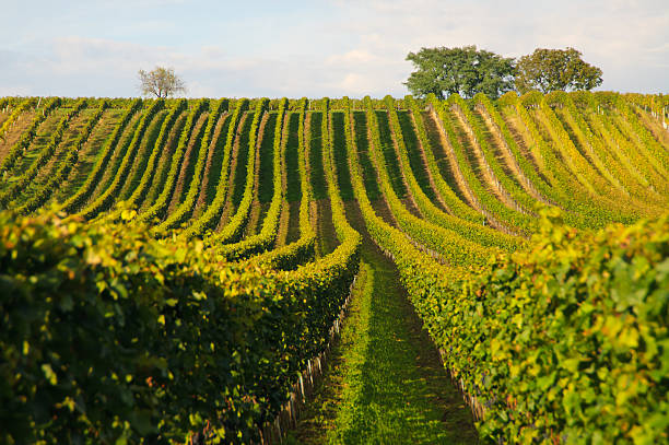 Vineyard
