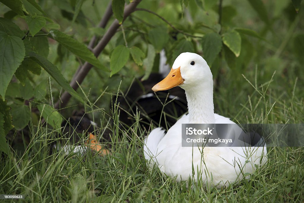White Duck Front view of a white duck in the garden. Agricultural Field Stock Photo