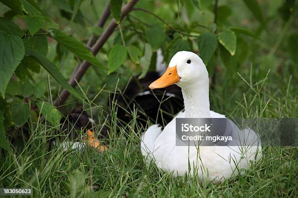White Duck Stock Photo - Download Image Now - Agricultural Field, Animal, Beak
