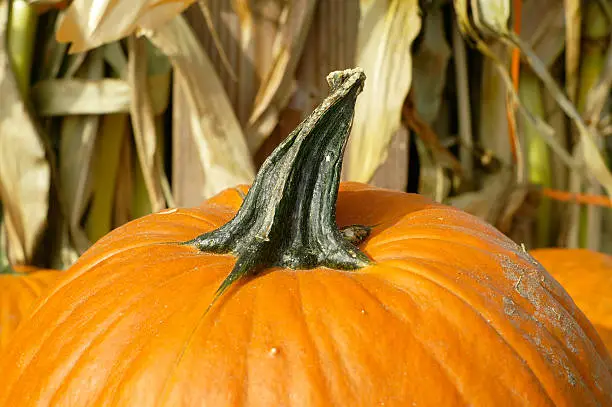 Pumpkin in front of cornstalks.