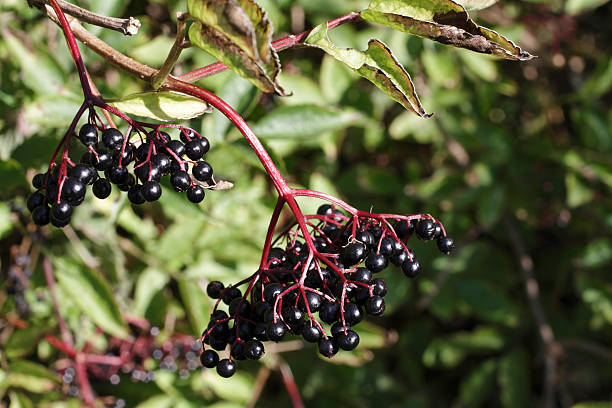 istock Hanging clusters of black elderberries Sambucus nigra 183051392
