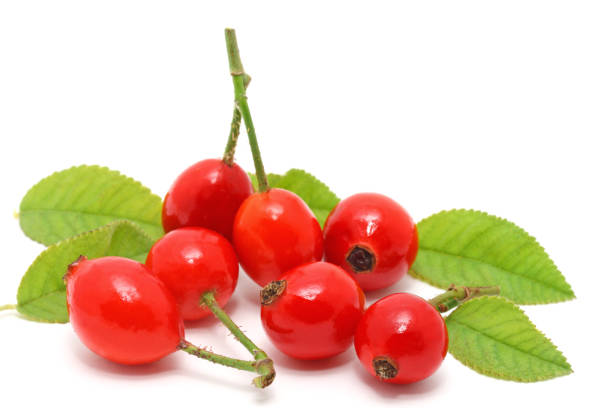 Group of red rose hips with leaves on white background