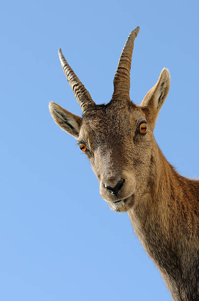 istock Portrait of rock goat 183052580