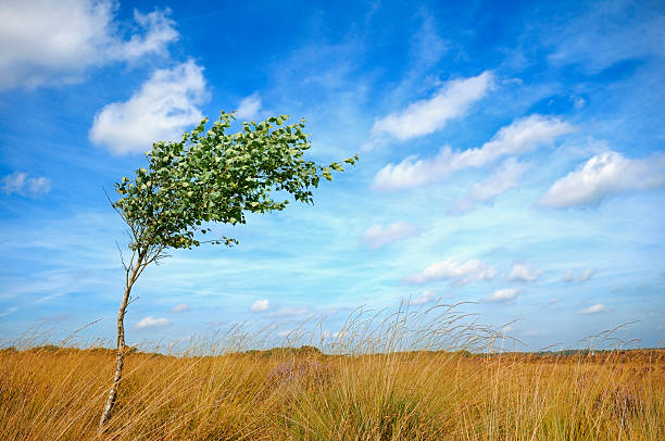 lonesome árvore no vento - tree single object remote landscape - fotografias e filmes do acervo
