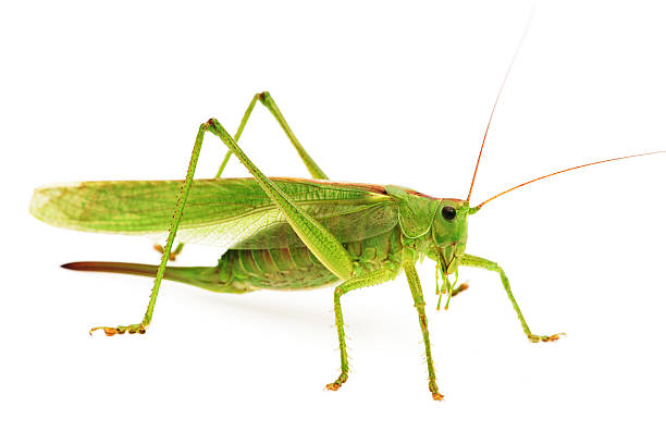 Green grasshopper "Green grasshopper isolated on white, selective focus" grasshopper photos stock pictures, royalty-free photos & images