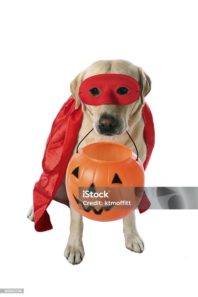 Trick or Treat Yellow lab in superhero mask and cape holding a jack o lantern for trick or treating. Click photo below to see all pictures of Tucker the lab. Dog Stock Photo
