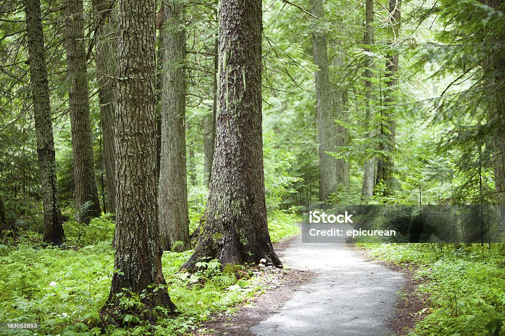 Old crecimiento cedar bosque - Foto de stock de Belleza de la naturaleza libre de derechos