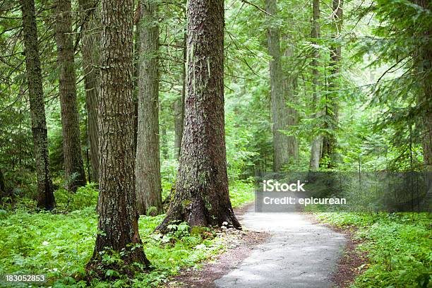 Old Crecimiento Cedar Bosque Foto de stock y más banco de imágenes de Belleza de la naturaleza - Belleza de la naturaleza, Boscaje, Bosque