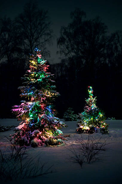 istock Christmas Trees at night in the snow. 183053136