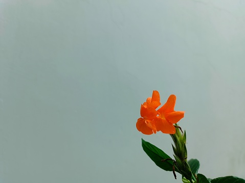 Jakarta, Indonesia - Dec 2023 : A sprig of orange Crossandra flowers or Firecracker flower with small green leaves in a small evergarden on the terrace of the house with a white wall background. Crossandra Infundibuliformis.