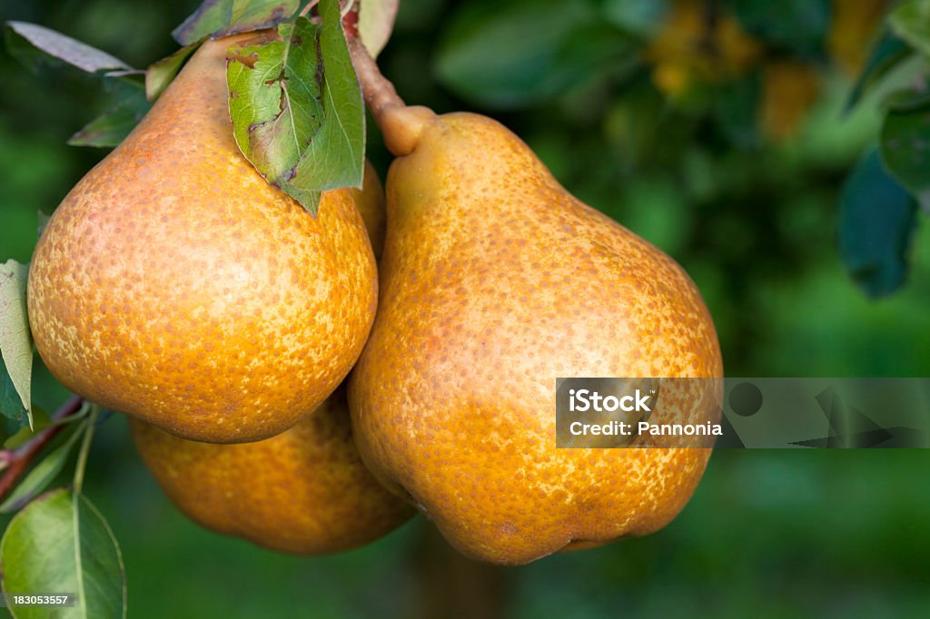 Three Pears still hanging from the branch of the tree Pears hanging from tree Pear Stock Photo