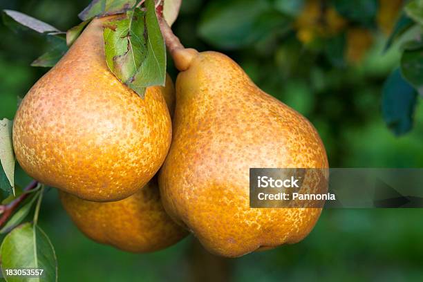 Three Pears Still Hanging From The Branch Of The Tree Stock Photo - Download Image Now