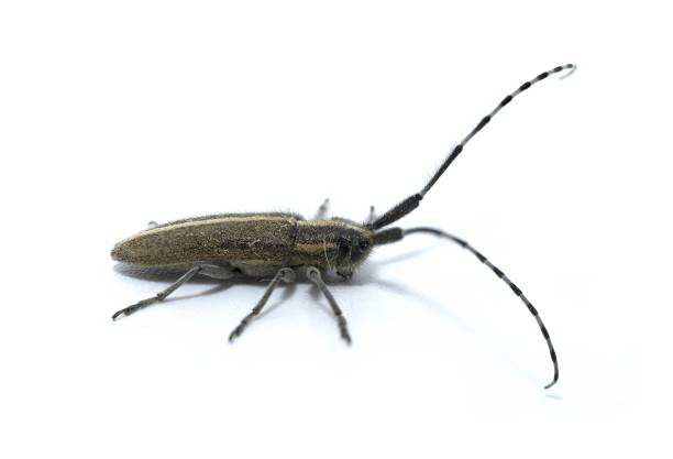 agapanthia cardui – gatunek chrząszcza z rodziny chrząszczowatych i podrodziny lamiinae, zamieszkujący większość europy, zwłaszcza hiszpanię, na białym tle. - cerambycidae zdjęcia i obrazy z banku zdjęć