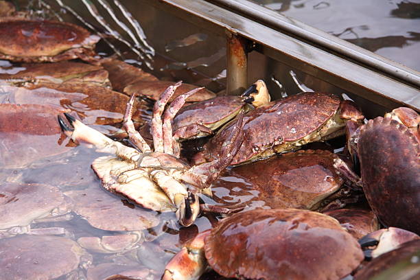istock live crabs for sale 183053600