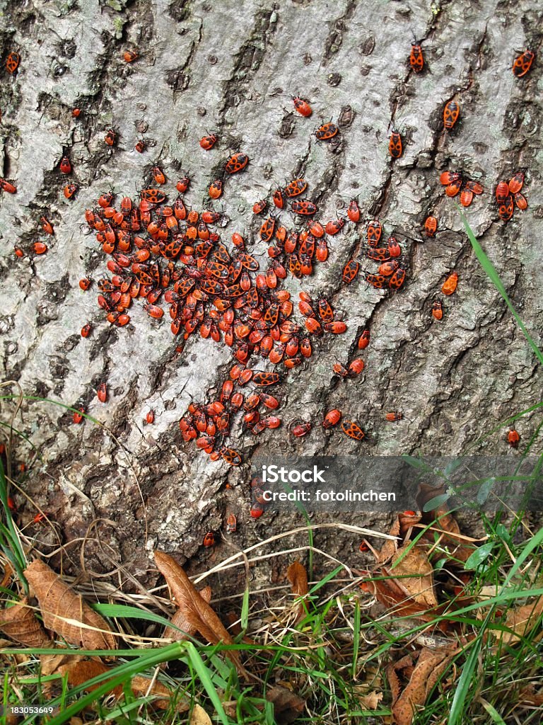 Feuerwanzen-Gruppe von Feuer Fehler (Pyrrhocoris apterus - Lizenzfrei Bettwanze Stock-Foto