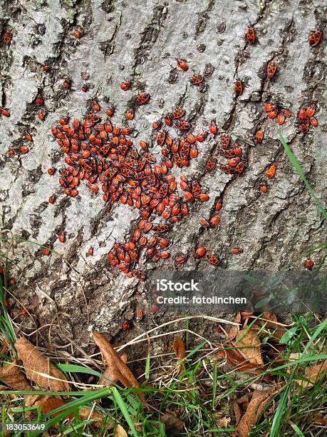 Feuerwanzengruppe Von Feuer Fehler Pyrrhocoris Apterus Stockfoto und mehr Bilder von Bettwanze