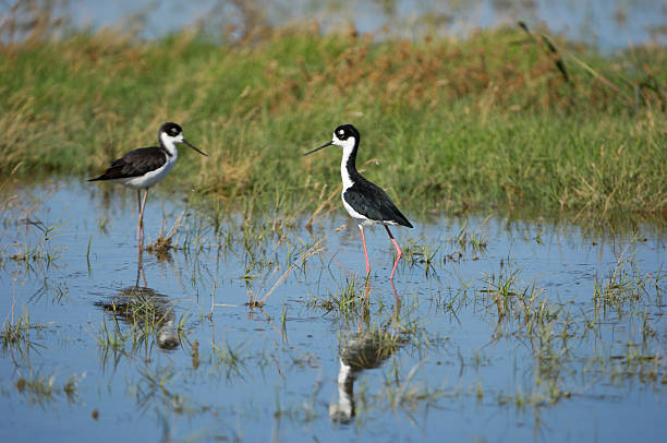 istock Black-winged Stilts in Fresh Water Marsh 183053652