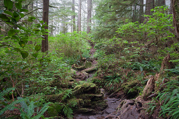 West Coast Trail stock photo