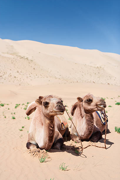 верблюд в пустыне г�оби - bactrian camel camel independent mongolia gobi desert стоковые фото и изображения