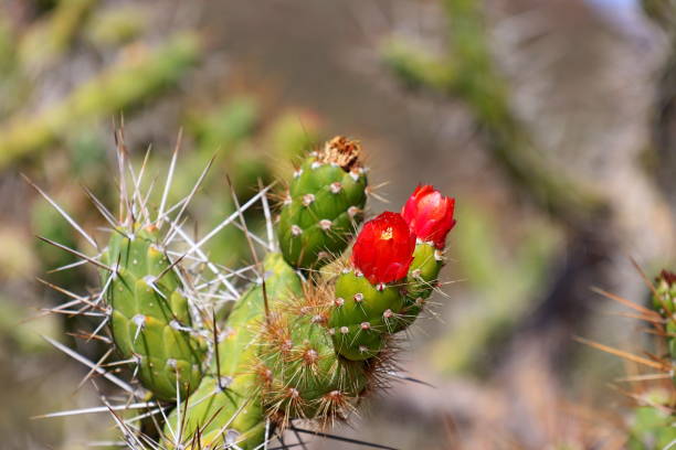 istock Flowering cactus plant 1830538610