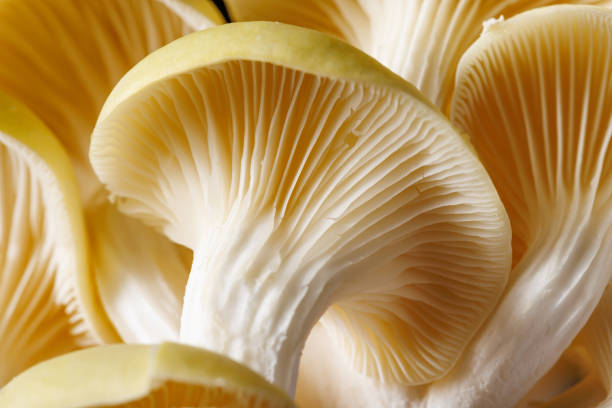Macro of yellow oyster mushrooms
