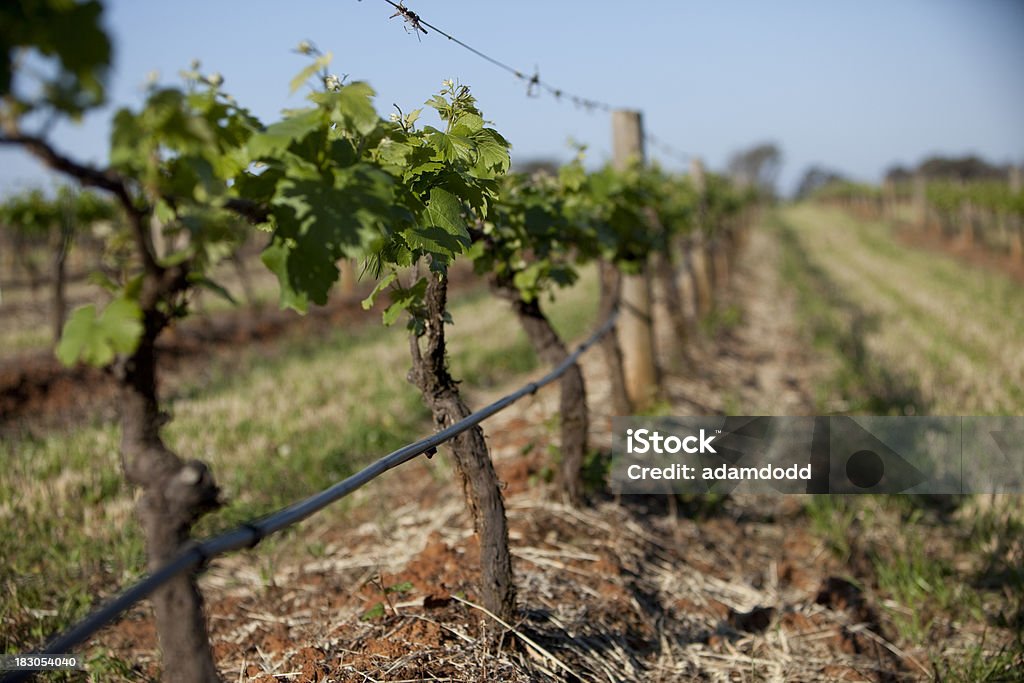 Couves de uvas videira com novas - Royalty-free Agricultura Foto de stock