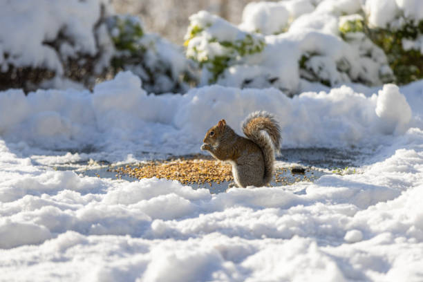 A sunny image of a grey squirrel in the snow eating bird seed.