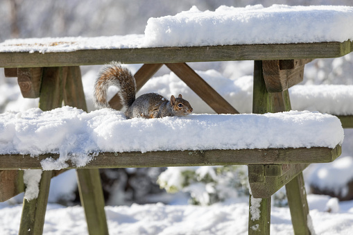 A sunny image of a grey squirrel in the snow on a picnic table.