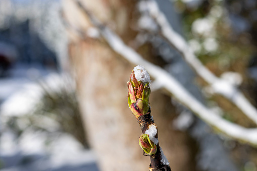 A photo of a tree bud in the snow.