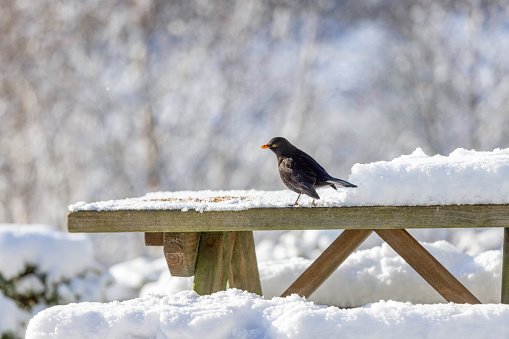 A sunny image of a common blackbird on a picnic table in the snow.