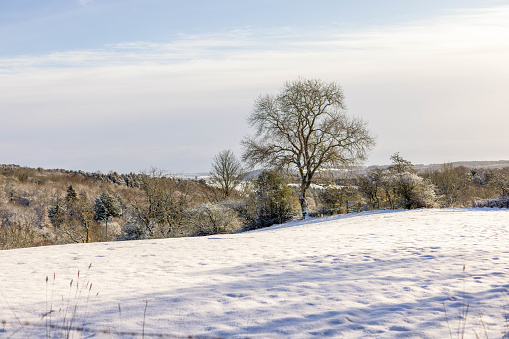 An image of a field with bare trees on the far edge. It is a snow-covered landscape.