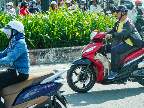 Ho Chi Minh City, Vietnam- September 10, 2018: Man and dog riding a scooter in Ho Chi Minh City traffic.